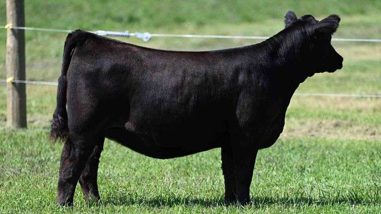 BOESL TAG 39 HEIFER