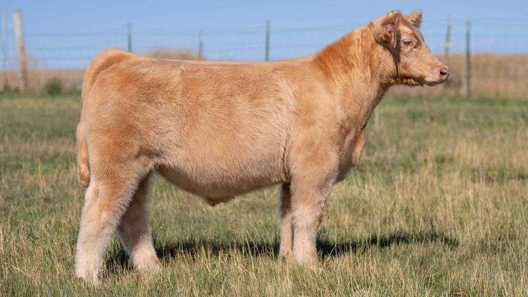 HOCKADAY TAG 944 STEER