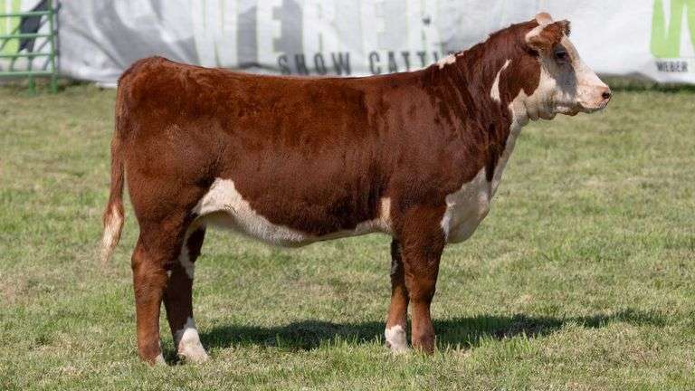 WEBER TAG 246 HEIFER