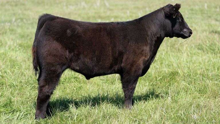 LARSON TAG 975 STEER