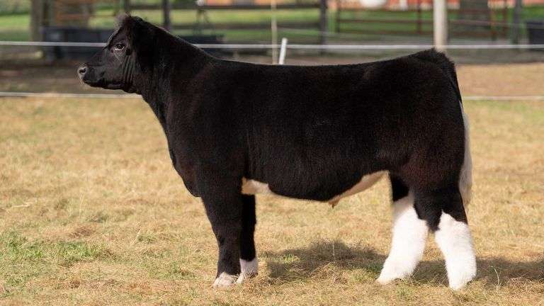 HILBERT TAG 1 STEER