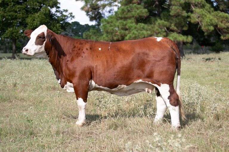 TAG 0421 BRED COW