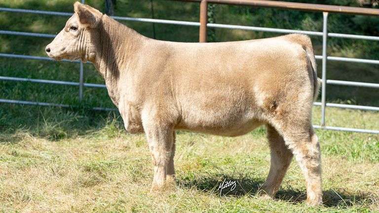 BEESON TAG 30 HEIFER