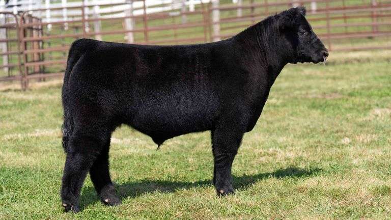WEDIG TAG 15 STEER