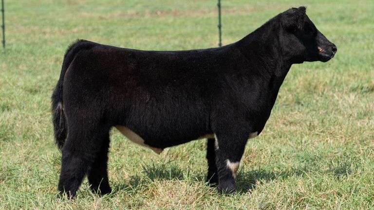 SMITH TAG 2 STEER