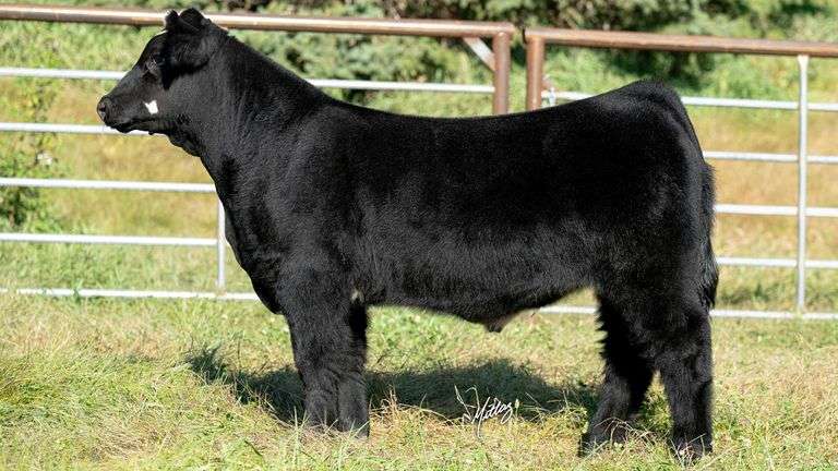 BEESON TAG 26 STEER