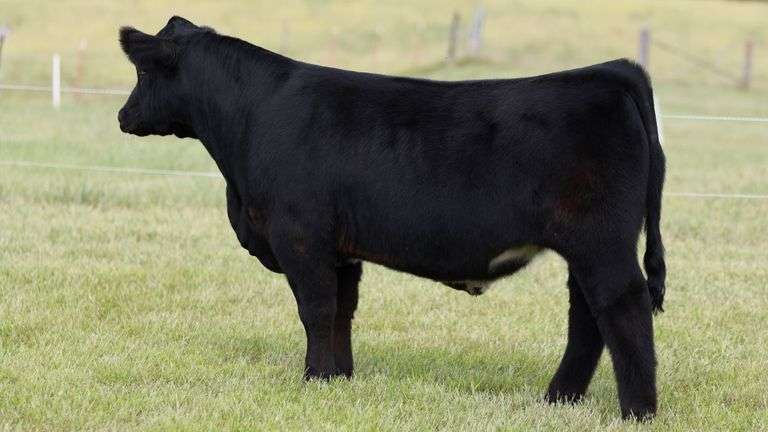HEWLETT TAG 505 STEER