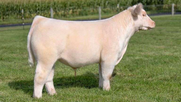 HENSCHLER TAG 107 STEER