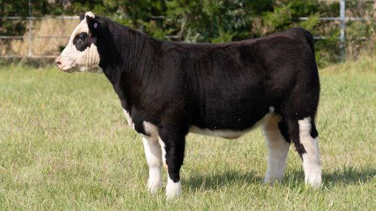 FORMAN BOOT CREEK TAG 33  HEIFER