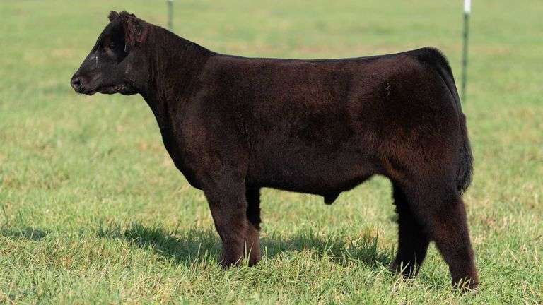 SMITH TAG 58 STEER