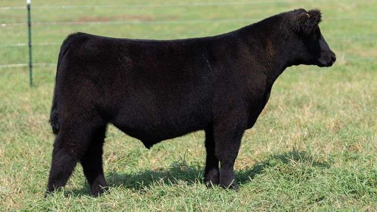 SMITH TAG 51 STEER