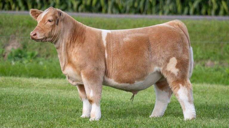 LORENTZ TAG 20 STEER