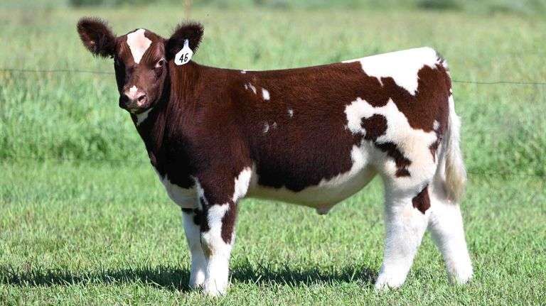 BOESL TAG 46 STEER