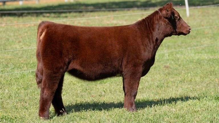 ARMSTRONG TAG 10 HEIFER