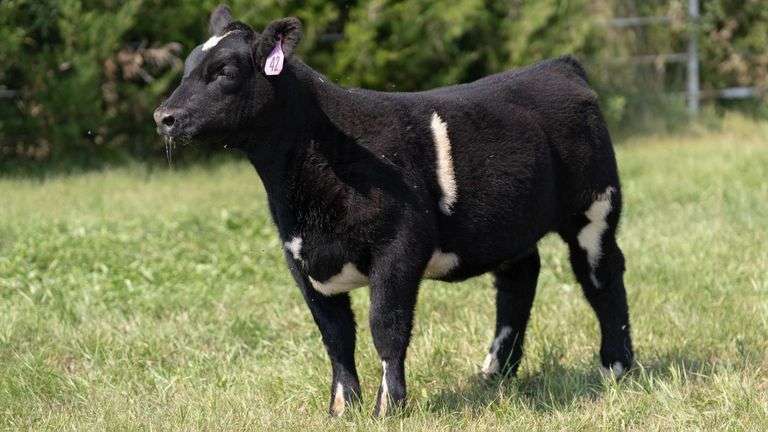 FORMAN BOOT CREEK TAG 42  HEIFER