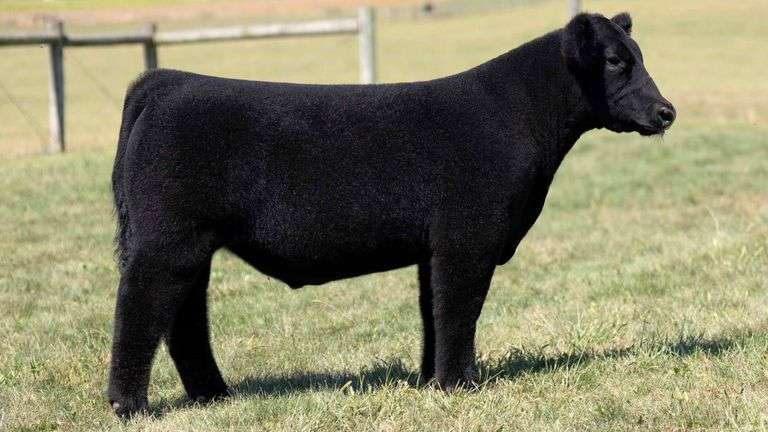 MCCULLOUGH TAG 9 STEER