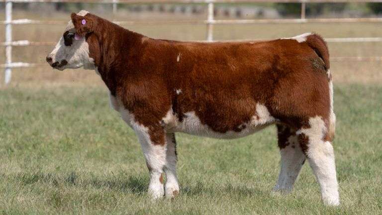 FORMAN BOOT CREEK TAG 45  HEIFER
