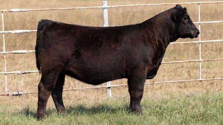 FORMAN BOOT CREEK TAG 36  HEIFER