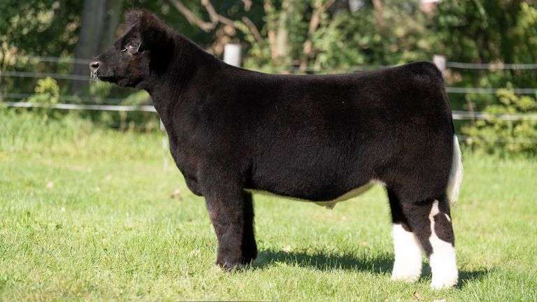 SMITH FARMS TAG 969 STEER