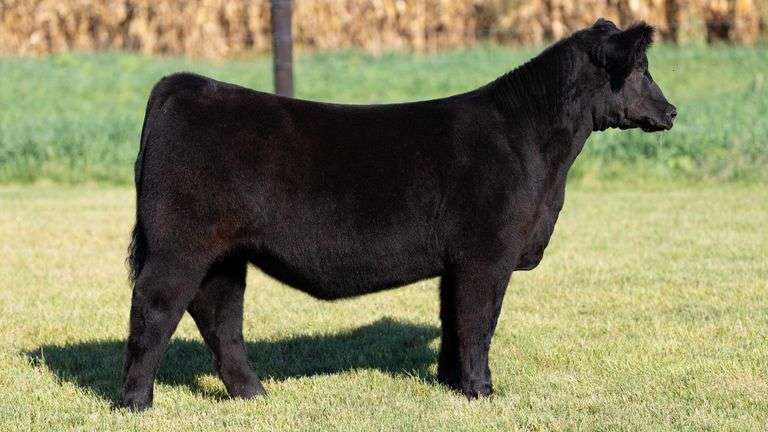 FOUCH TAG 109 HEIFER