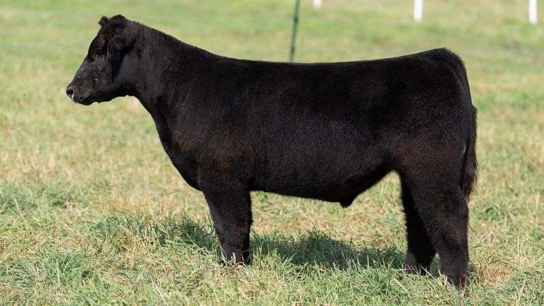 SMITH TAG 34 STEER