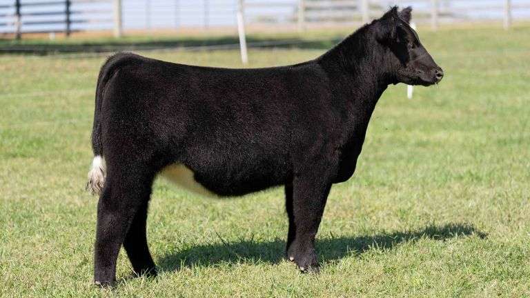 ARMSTRONG TAG 1 HEIFER