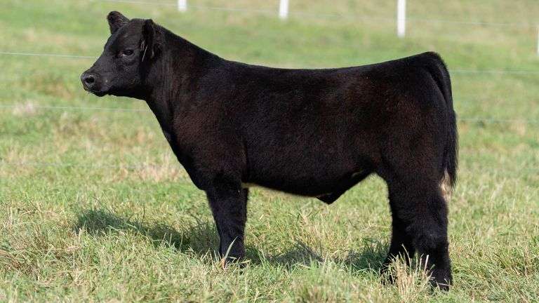 SMITH TAG 55 STEER