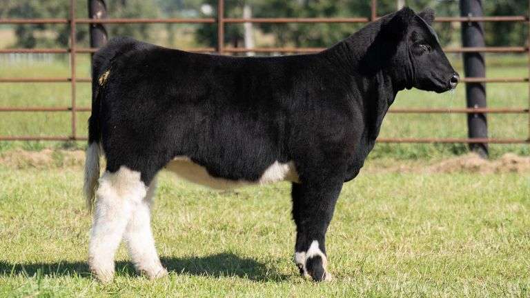 FRYE TAG 13 HEIFER