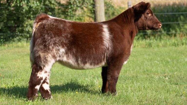 SMITH FARMS TAG 403 HEIFER
