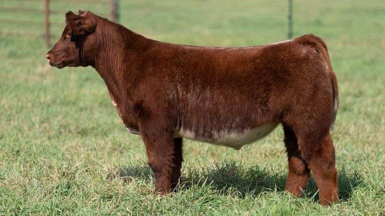 SMITH TAG 46 STEER