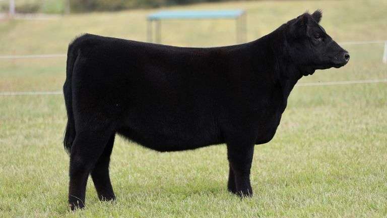 HEWLETT TAG 502 HEIFER