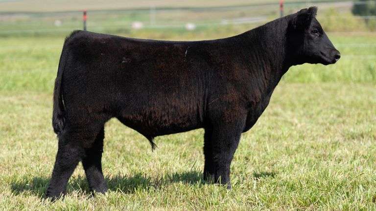 STREIT TAG 12 STEER