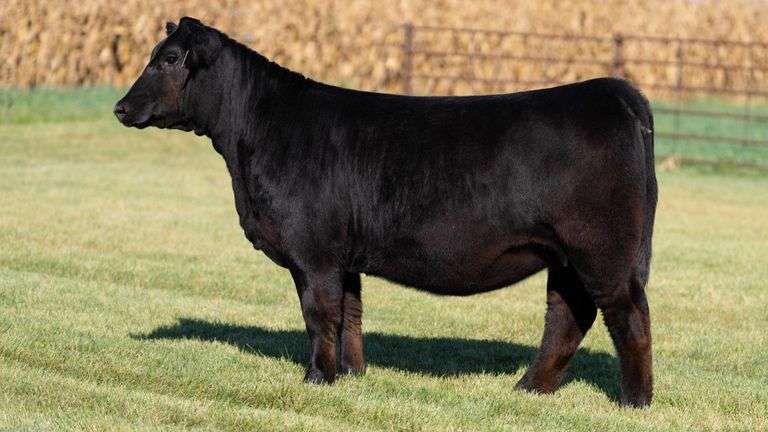 FOUCH TAG 110 HEIFER