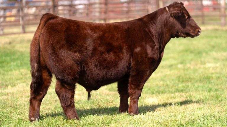 WEDIG TAG 19 STEER