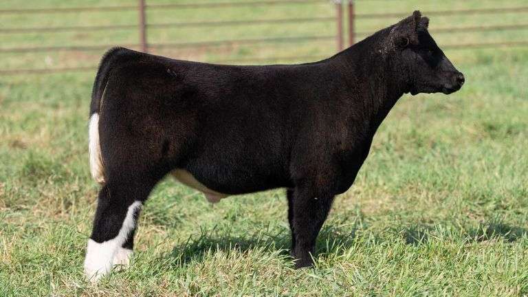 SMITH TAG 17 STEER