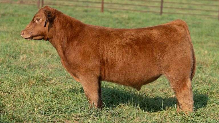 SMITH TAG 59 STEER