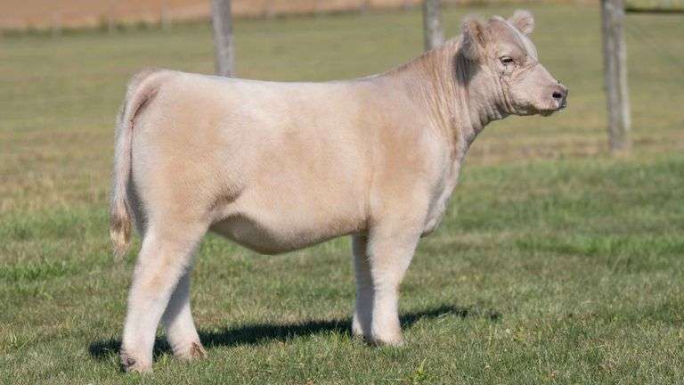 MCCULLOUGH TAG 14 HEIFER