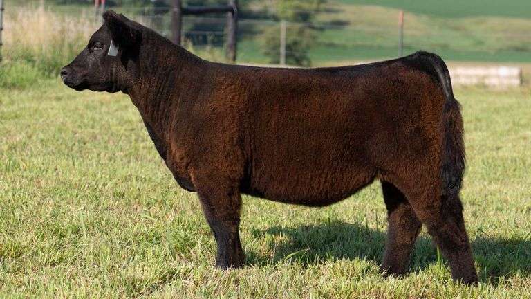 STREIT TAG 53 HEIFER