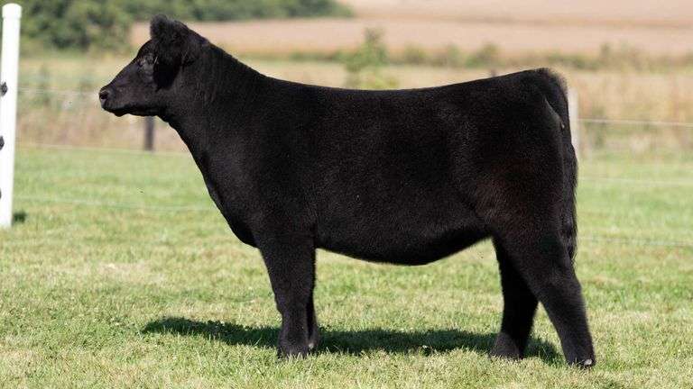 FRAKER TAG 79 HEIFER