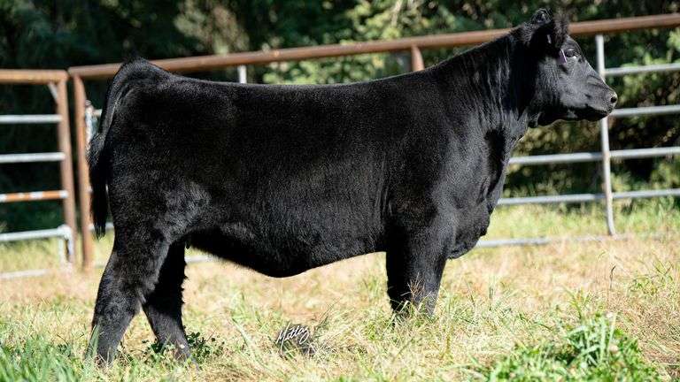 BEESON TAG 20 HEIFER