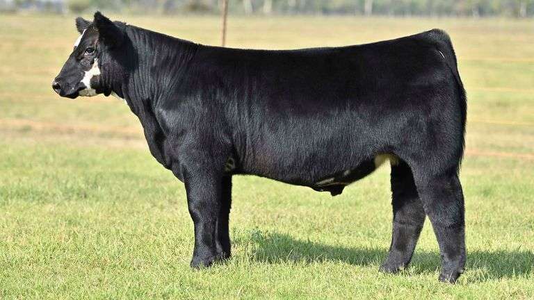 KAY-R TAG 1829 STEER