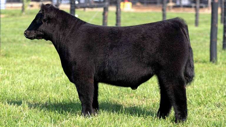 GEFFERT TAG 22 STEER