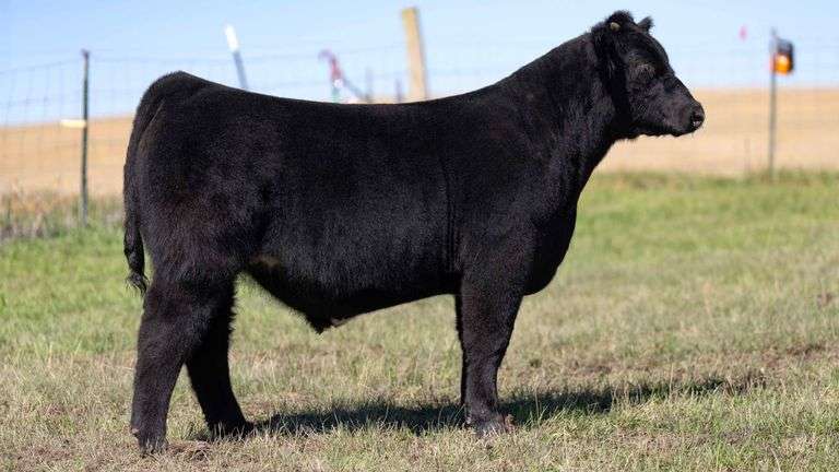 HOCKADAY TAG 21 STEER