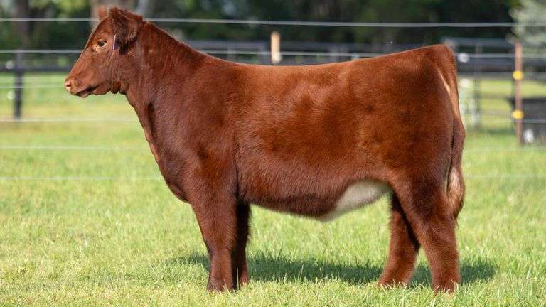 GEFFERT TAG 6 HEIFER