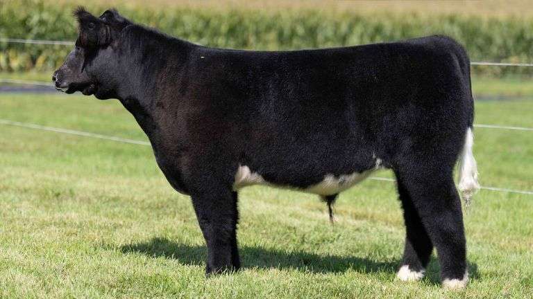 HENSCHLER TAG 108 STEER