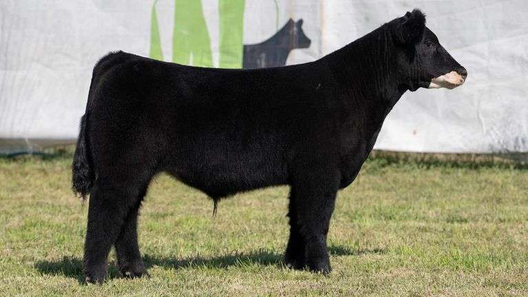 WEBER TAG 226 STEER