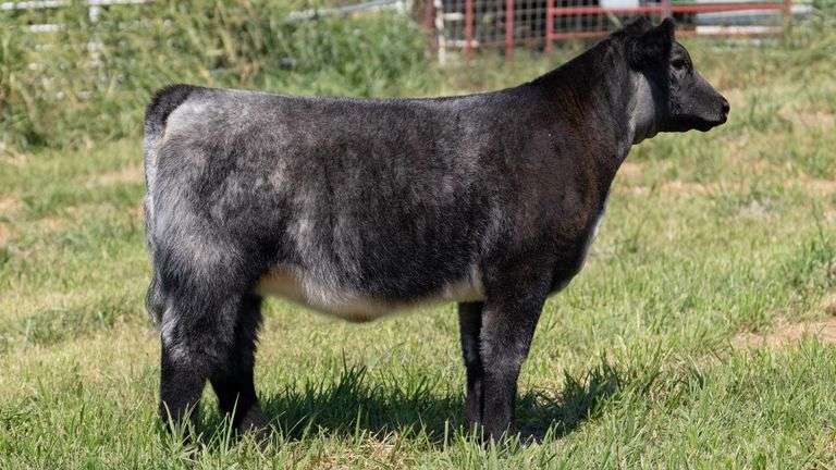 CHIDESTER TAG B4 HEIFER
