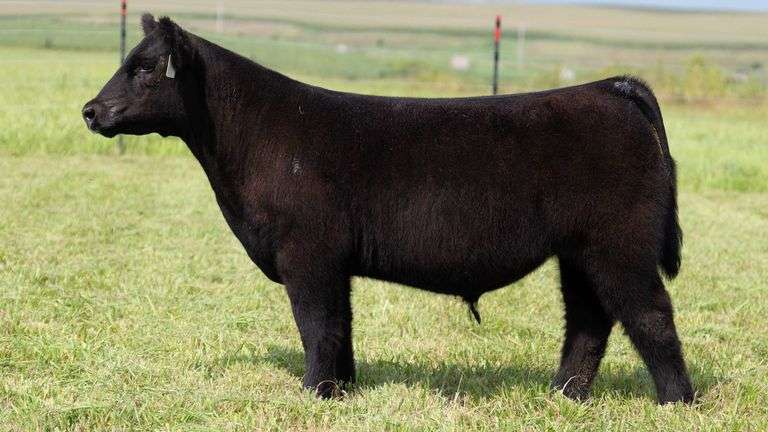STREIT TAG 20 STEER