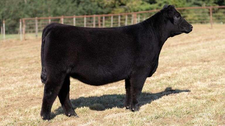 CRALL TAG 106 HEIFER