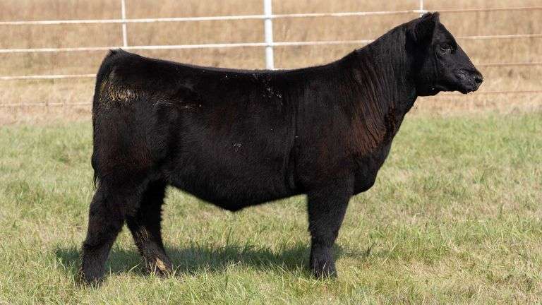 FORMAN BOOT CREEK TAG 31  HEIFER